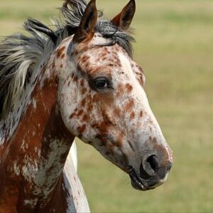 Western apparel & assessories coming soon!